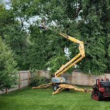 Best Leaf Removal  in Colon, MI