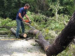 Best Palm Tree Trimming  in Colon, MI