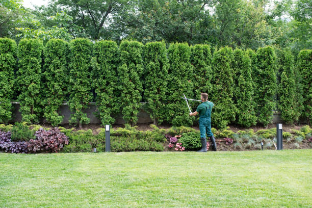 Best Pest Control for Lawns  in Colon, MI