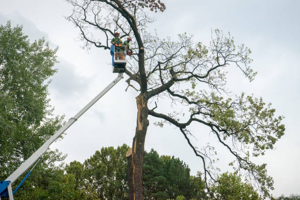 Best Fruit Tree Pruning  in Colon, MI