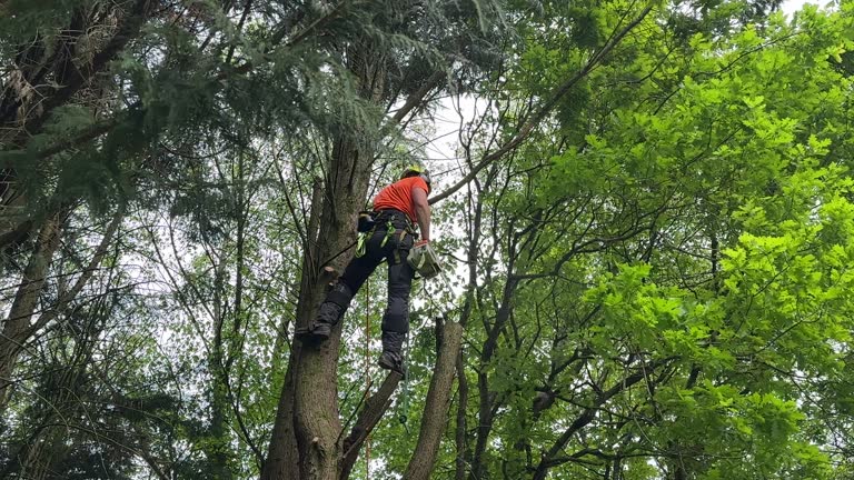 Best Hedge Trimming  in Colon, MI