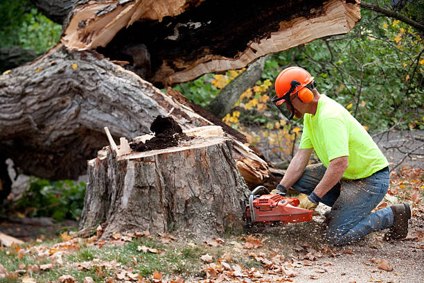 Best Lawn Grading and Leveling  in Colon, MI