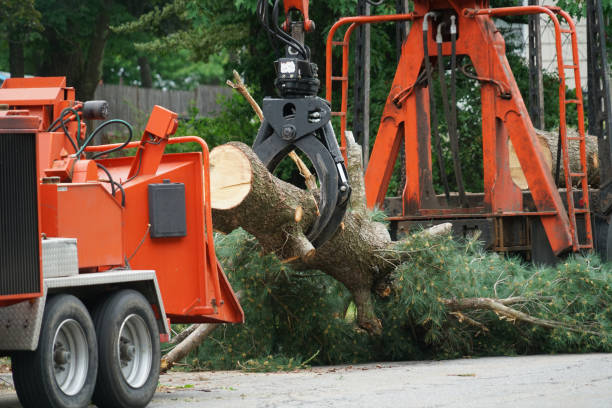 Best Storm Damage Tree Cleanup  in Colon, MI