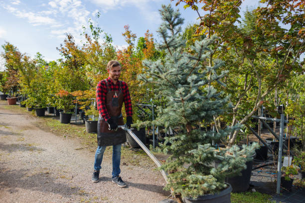 Best Tree Trimming and Pruning  in Colon, MI