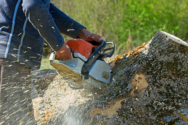 How Our Tree Care Process Works  in  Colon, MI